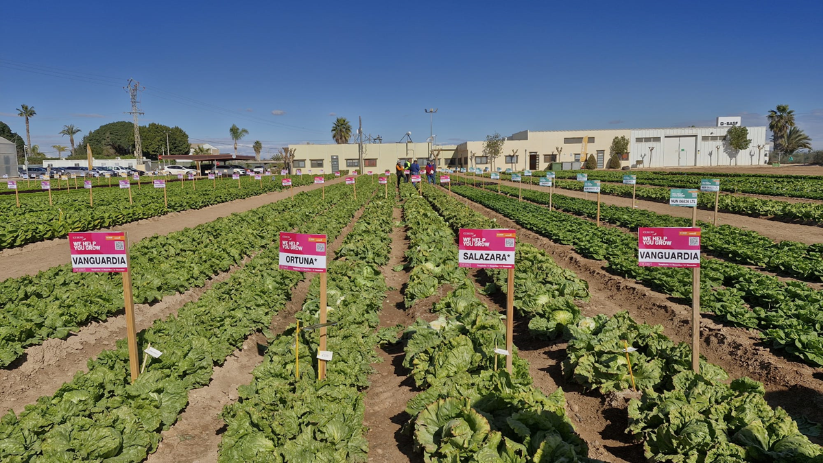 demo salad days|demo salad days 1